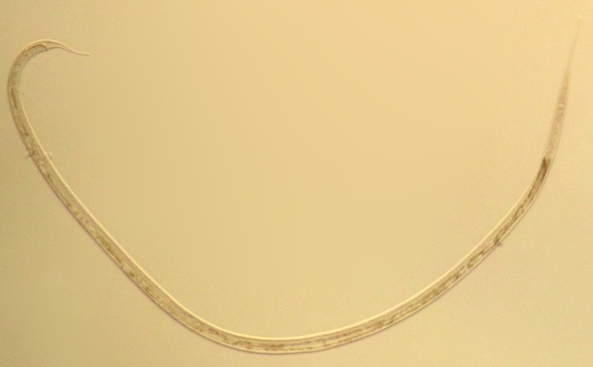 Представитель Семейства Oxystominidae